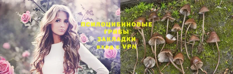 Галлюциногенные грибы Psilocybe  Югорск 